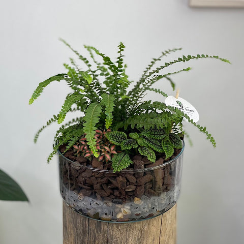 Glass Indoor Garden Bowl #2610