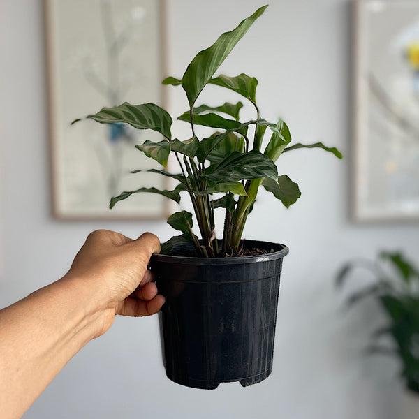 Calathea Freddy 130mm