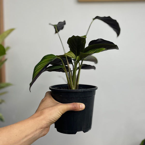 Calathea Beauty Star 130mm