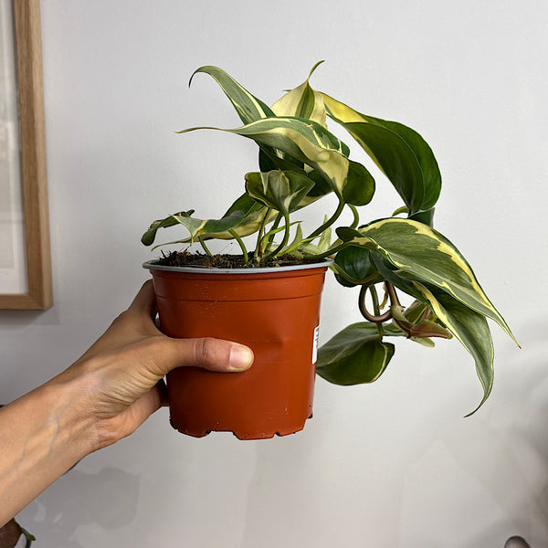 Philodendron Hederaceum Rio 130mm