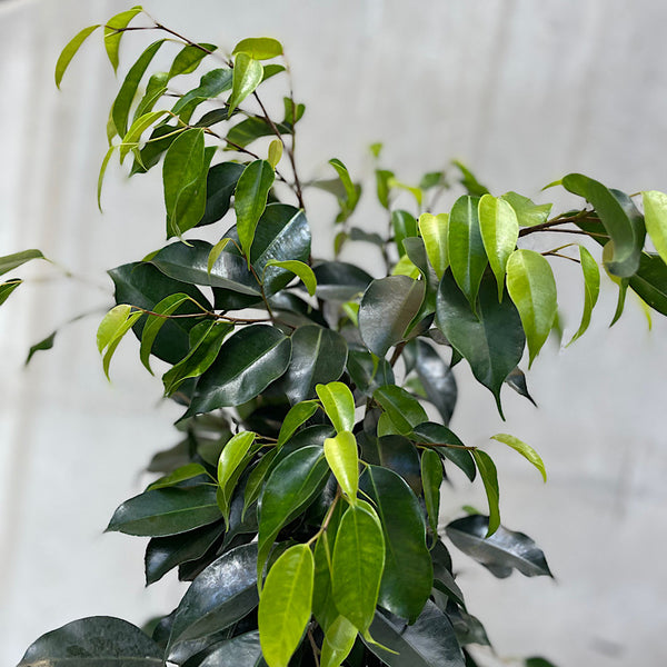 Ficus Midnight Beauty 180mm