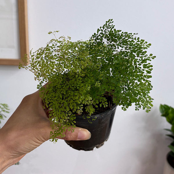 Adiantum Charlotte Maidenhair Fern 100mm