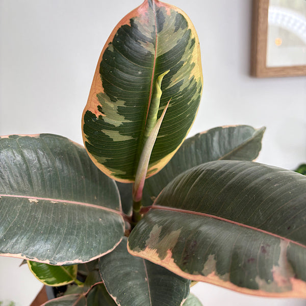 Ficus Elastica Tineke Tricolour 130mm