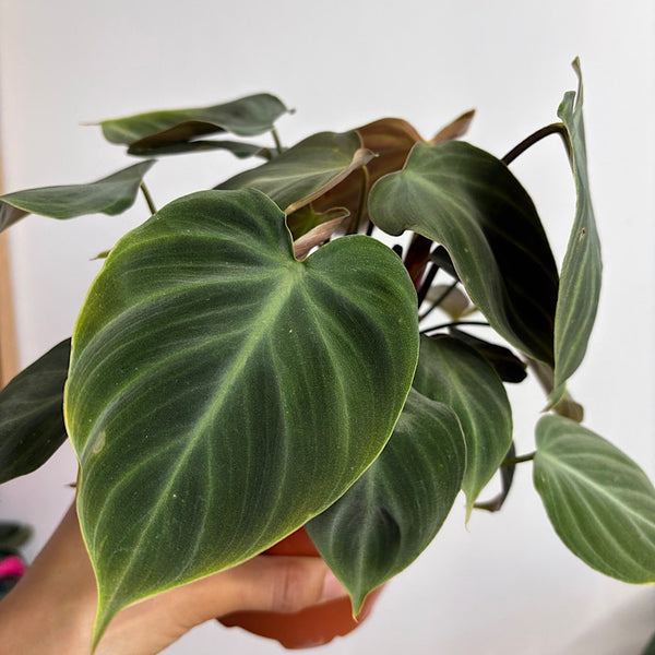 Philodendron El Choco Red 130mm