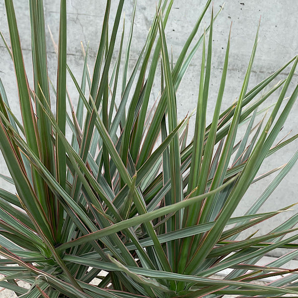 Dracaena Marginata Mix Dragon Tree 250mm