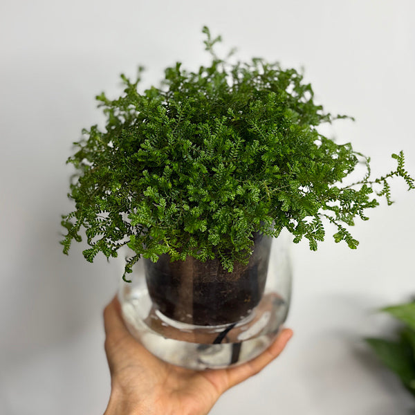 Club Moss in Large Self Watering Glass Pot