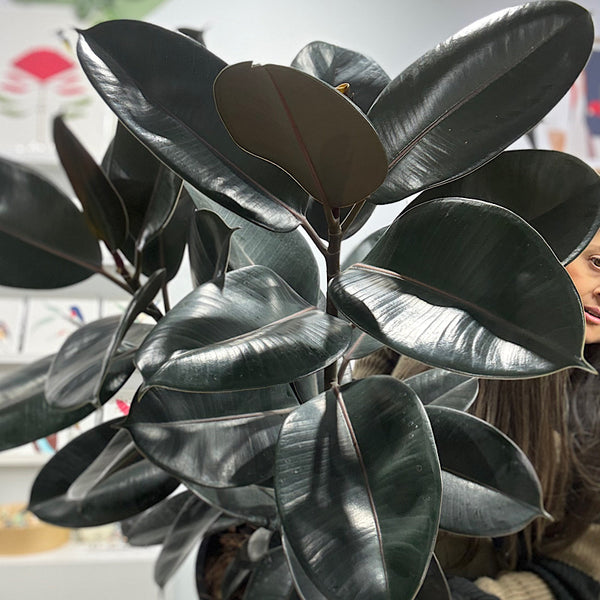 Ficus Elastica Burgundy Indian Rubber Tree 300mm