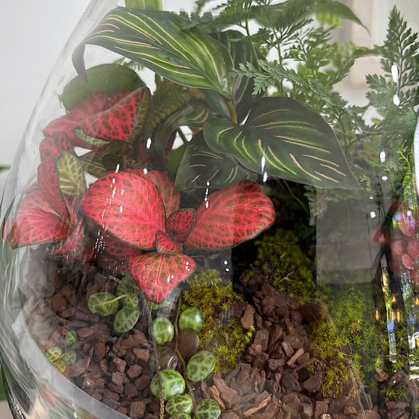 Large Luka Teardrop Dome Terrarium #0312