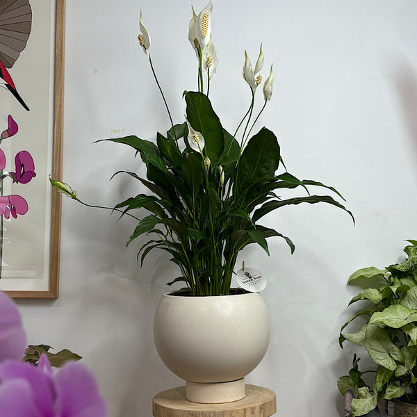 Peace Lily in Large Orbit Pot Oatmeal