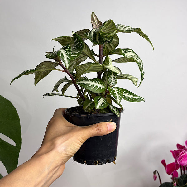 Aphelandra White Wash Zebra Plant 100mm