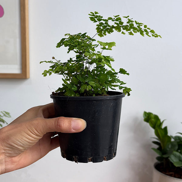 Adiantum Variegatum Maidenhair Fern 100mm