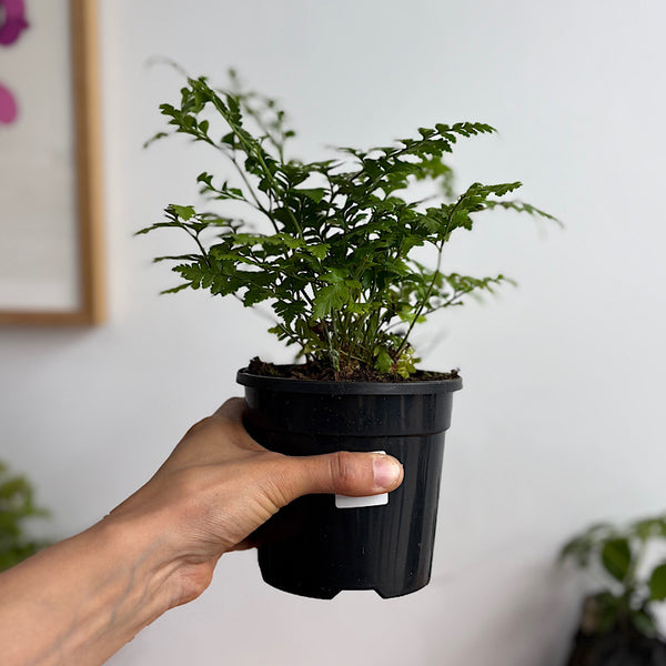 Rumohra Adiantiformis Leather Fern 120mm