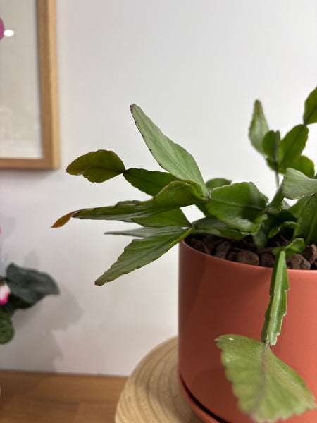Rhipsalis Elliptica in Medium Oslo Pot Sienna