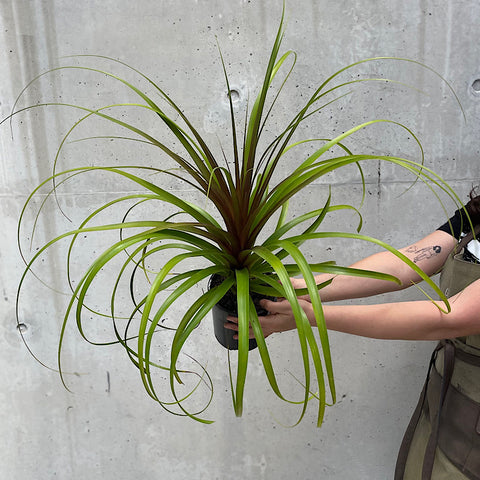 Beaucarnea Recurvata Ponytail Palm 140mm