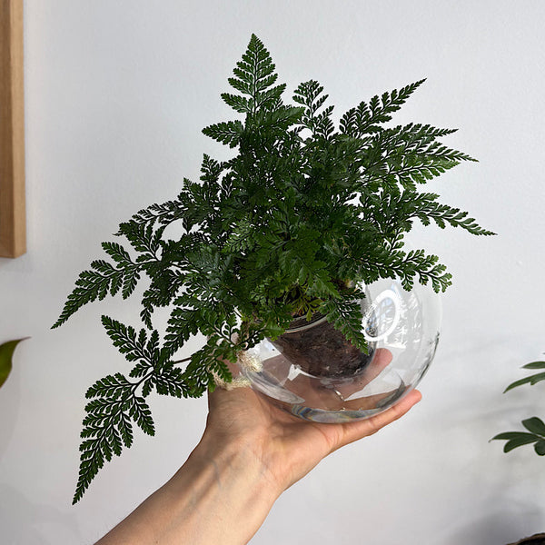 Rabbits Foot Fern in Medium Tilted Self Watering Glass Pot