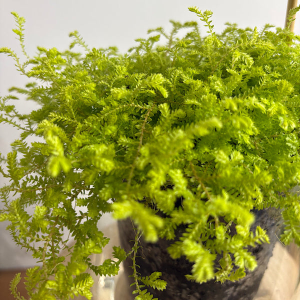 Golden Club Moss in Large Self Watering Glass Pot