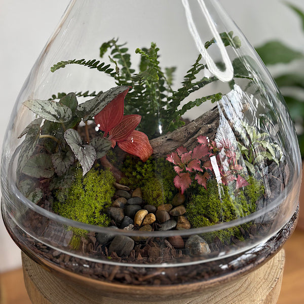 Large Luka Teardrop Dome Lush Terrarium #2608
