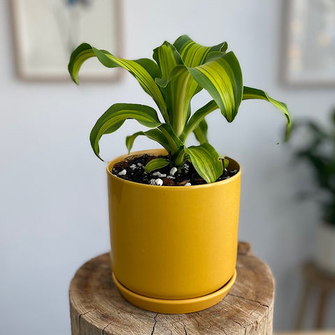 Happy Plant in Small Oslo Pot Tobacco