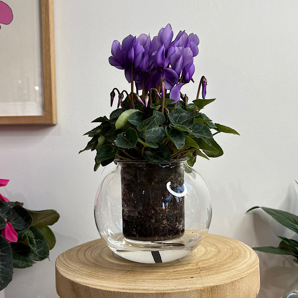 Cyclamen Violet in Medium Self Watering Glass Pot