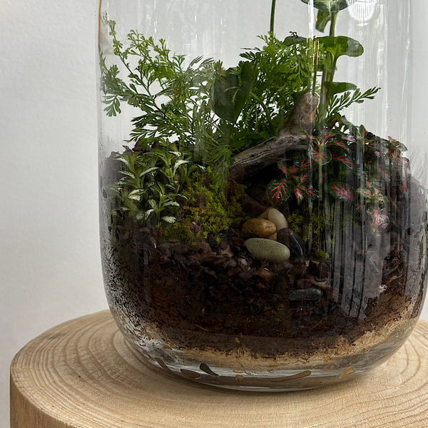 Large Frida Lush Terrarium