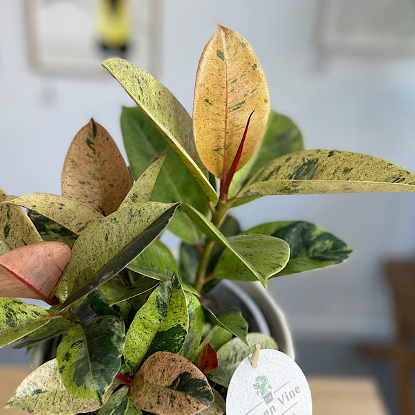 Ficus Marble in Large Parker Pot Cream