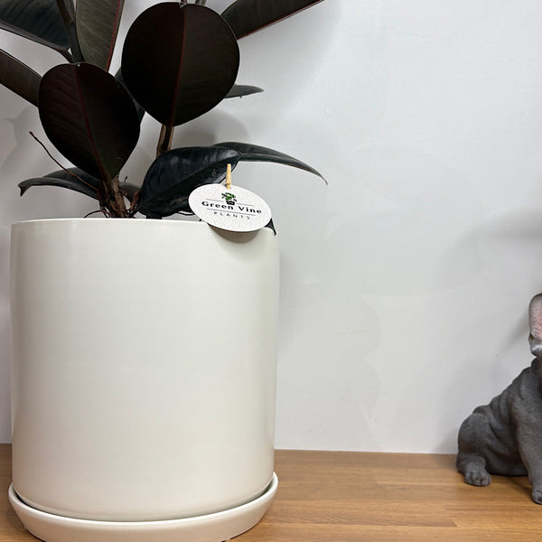 Ficus Burgundy Rubber Tree in X-Large Oslo Pot White