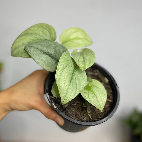 Scindapsus Silver Hero 130mm