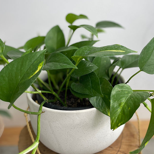 Devil's Ivy in Flo Hanging Pot White