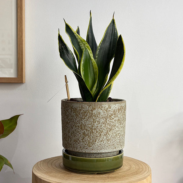 Sansevieria Snake Plant in Small Pollock Pot Limestone