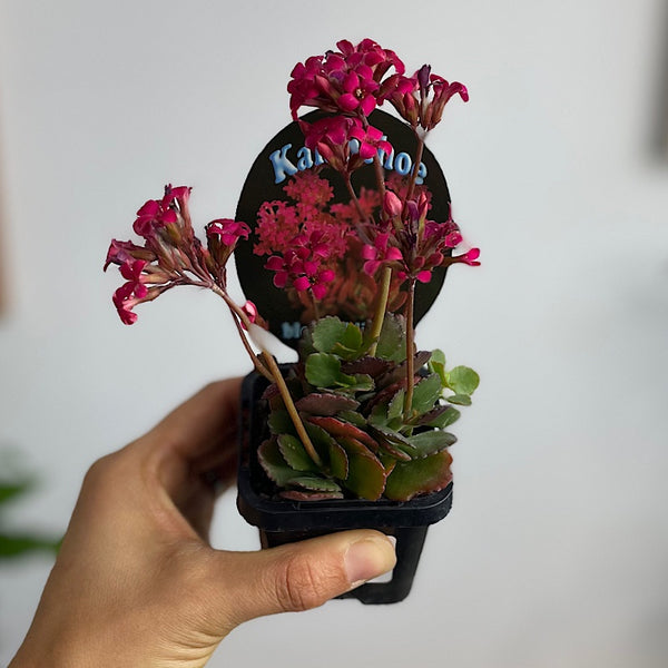 Kalenchoe Blossfeldiana Succulent 65mm