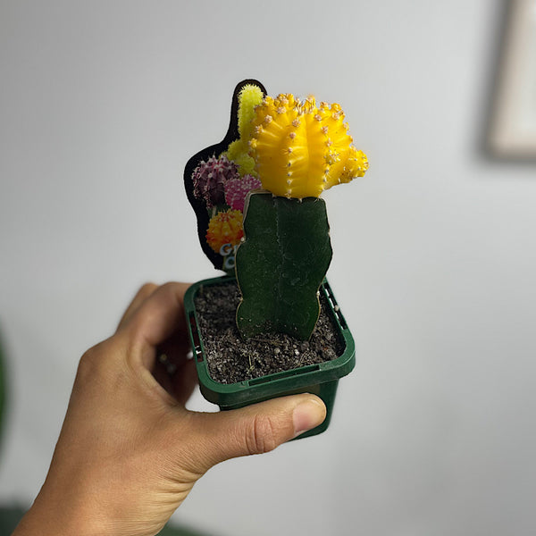 Grafted Cactus 65mm