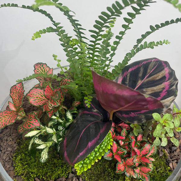 Large Teardrop Dome Terrarium #0422