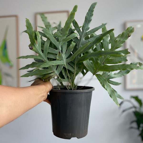 Phlebodium Blue Star Fern 180mm
