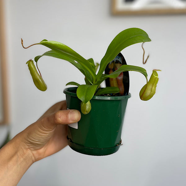 Nepenthes Tropical Pitcher Plant 100mm