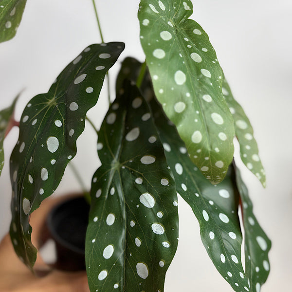 Artificial Begonia Maculata Polka Dot Begonia