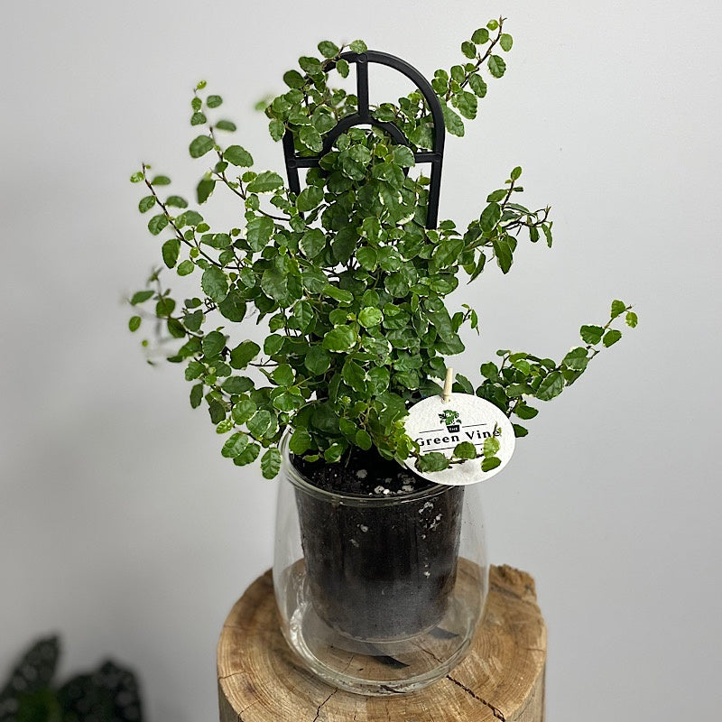 Ficus Ice Caps in Large Clear Self Watering Glass Pot