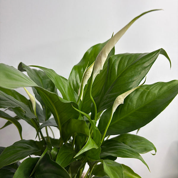 Peace Lily in Large Comet Planter Oatmeal
