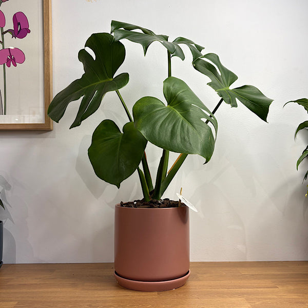 Monstera Deliciosa in Large Oslo Pot Dusty Rose
