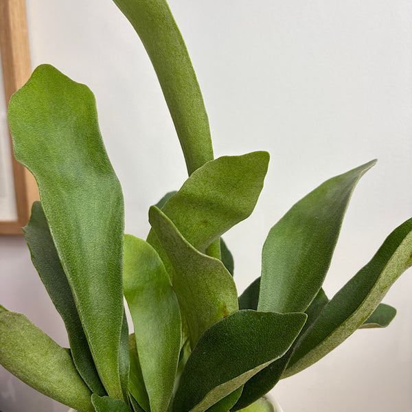 Elkhorn Fern in School of Fish Pot