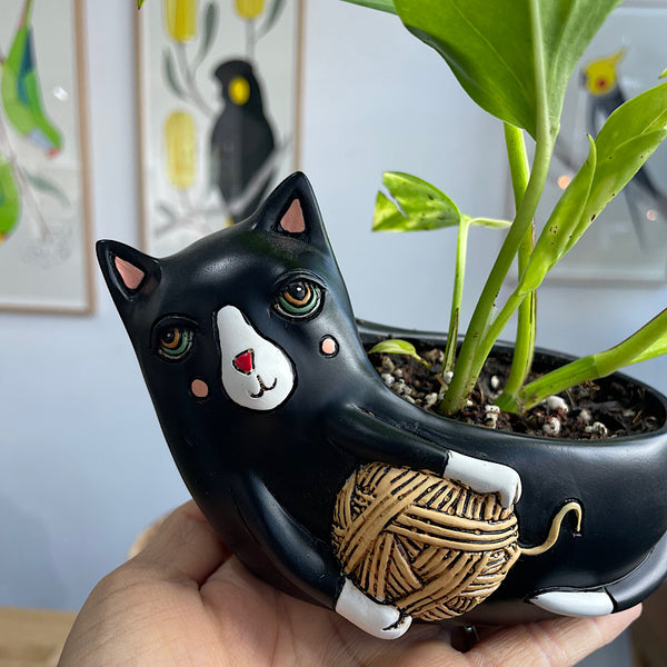 Devil's Ivy in Baby Black Cat with Yarn Planter