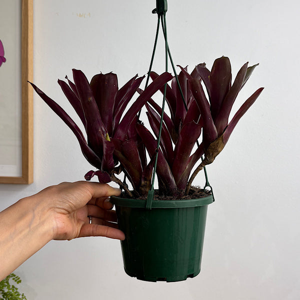 Neoregelia Fireball Bromeliad Hanging 140mm
