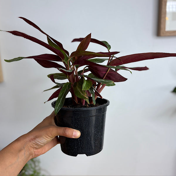 Stromanthe Magic Star 130mm