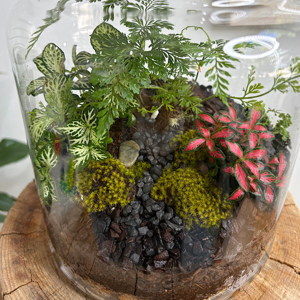 Fern & Fittonia Timber Lid Leo Terrarium