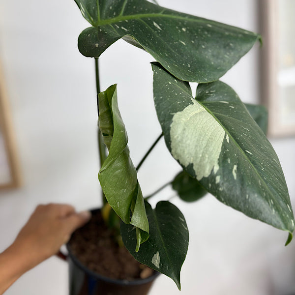 Monstera Thai Constellation Variegated 150mm