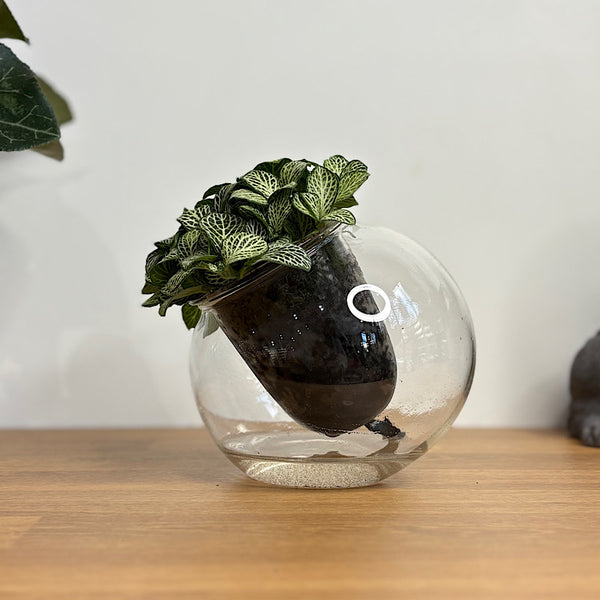 Fittonia White/Green in Medium Tilted Self Watering Glass Pot