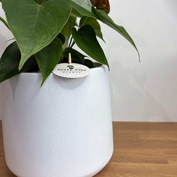 Anthurium Flamingo Flower Red in Modestone Pot White