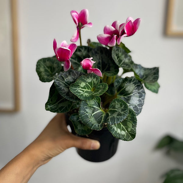 Cyclamen Indiaka Rose 130mm