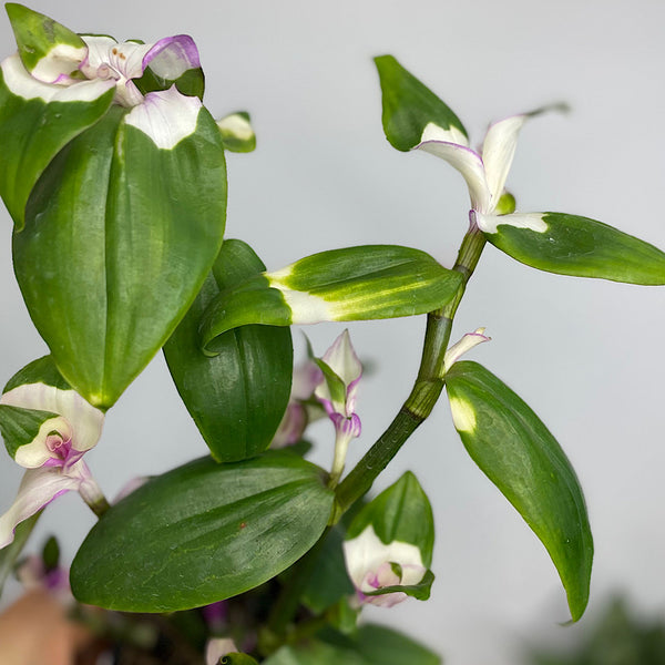 Tradescantia Blushing Bride 100mm