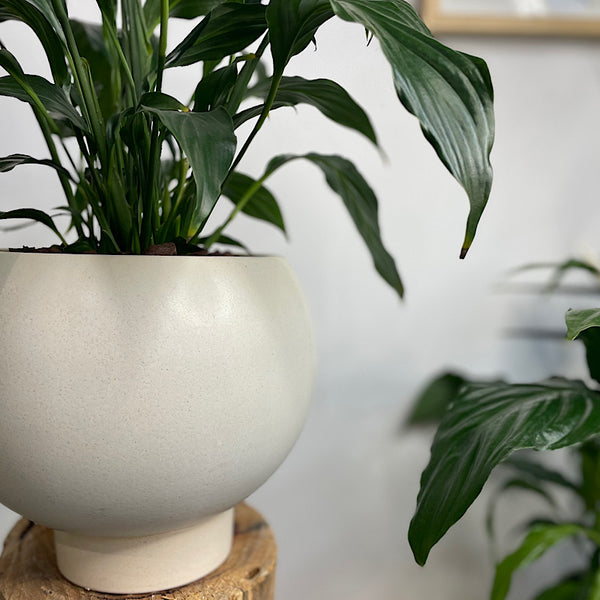Peace Lily in Large Orbit Pot Oatmeal