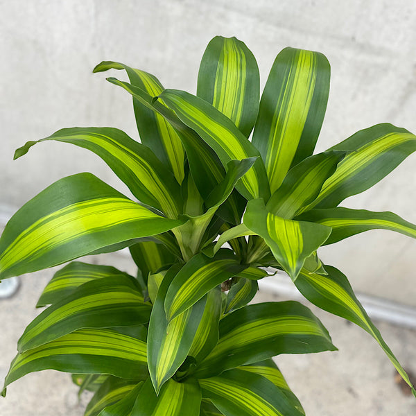 Dracaena Fragrans Massangeana Happy Plant 250mm